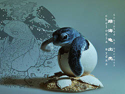 究極model studio-綠海龜出殼chelonia mydas