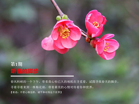 春——梅花