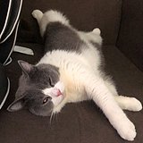 Rozeen的头像