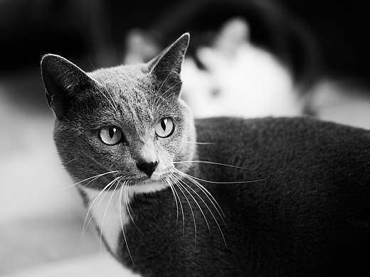 家里的喵（個(gè)人主頁-ZMzIwNTM4MzY=） - 寵物攝影 - 站酷設(shè)計(jì)師真大勇原創(chuàng)素材 - 站酷ZCOOL