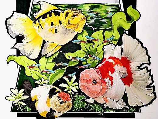 【手绘】兰寿金鱼(内附上色教程)