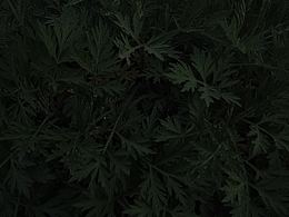 摄影