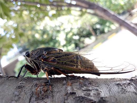 秋天的蝉在叫（个人主页-ZMjkwMDEyMzY=） - 宠物摄影 - 站酷设计师Z16605228原创素材 - 站酷ZCOOL