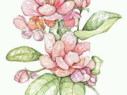 昨夜雨疏风骤，浓睡不消残酒 知否，知否…… ​​​