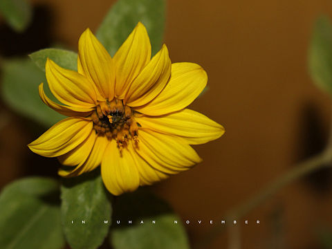 向日葵（个人主页-ZMjQ2NTE4MDQ=） - 产品摄影 - 站酷设计师journey19940原创素材 - 站酷ZCOOL