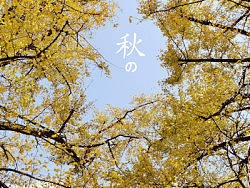 秋（個(gè)人主頁-ZMTA2MTkwOA==） - 風(fēng)光攝影 - 站酷設(shè)計(jì)師雅丞原創(chuàng)素材 - 站酷ZCOOL