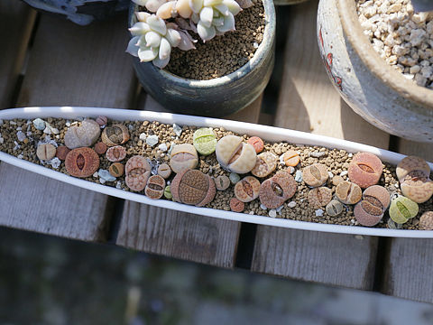 多肉不肉（个人主页-ZMjA5MDA3ODg=） - 产品摄影 - 站酷设计师日華品牌设计原创素材 - 站酷ZCOOL