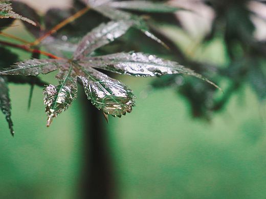 雨中校园随拍（个人主页-ZNDU0ODEyMTY=） - 风光摄影 - 站酷设计师清言iyuer原创素材 - 站酷ZCOOL