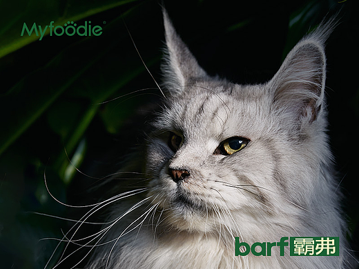 麦富迪barf品线超级策略 | 战略咨询