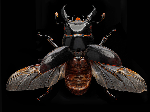 超微距摄影 / 昆虫