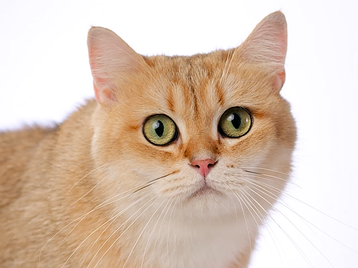 冻干多拼全价猫粮宠物食品中宠HAPPY100电商竖版短视频