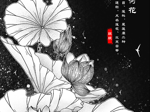 荷花插画