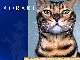 原创设计｜宠物品牌视觉设计