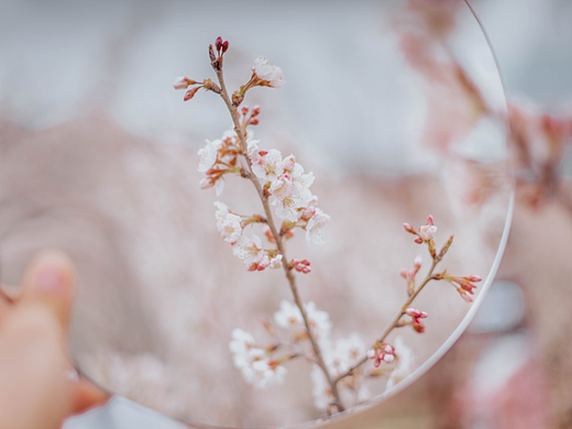 青岛樱花季摄影