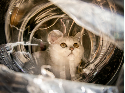 洗衣机里的喵鸡得