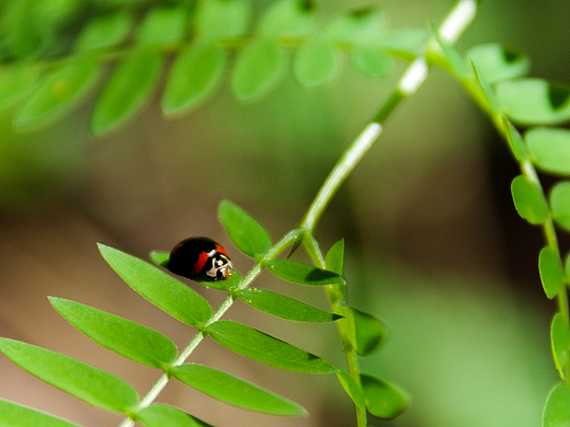 左炮台/集装箱码头