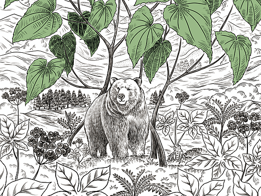 中草药保健品包装插画商业插画产品包装插画绘制