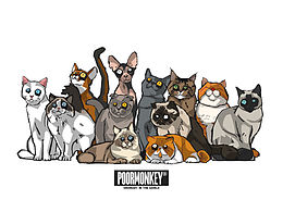 动物园（猫舍）