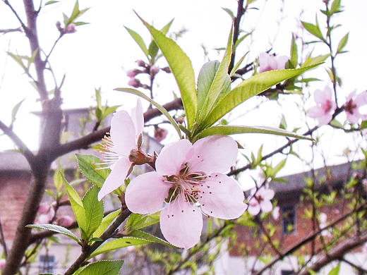 花草集