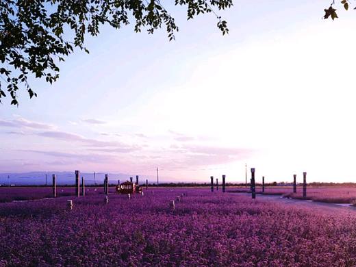 风景—蒙古阿拉善