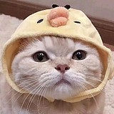 若星汉的头像