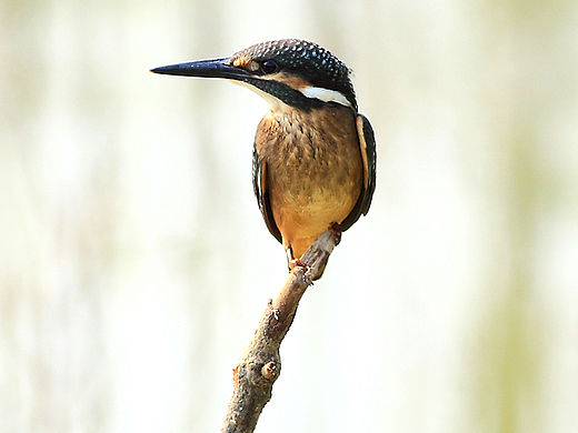 最近项目的部分主角