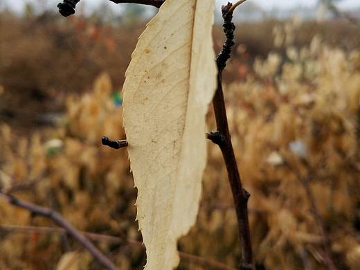 下雨天隨手拍的一些照片（個人主頁-ZMjQ3ODEwMDg=） - 風(fēng)光攝影 - 站酷設(shè)計師七月生人原創(chuàng)素材 - 站酷ZCOOL