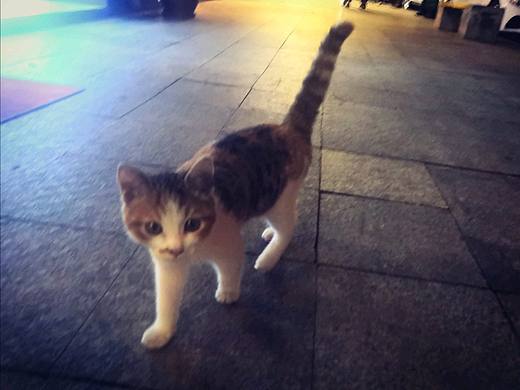 【青】【手机摄影】猫咪