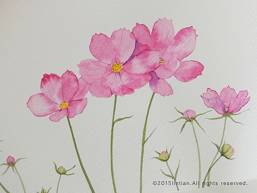 一日一花
