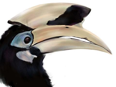 #犀鸟#（个人主页-ZNTA2NDM1Njg=） - 儿童插画 - 站酷设计师可乐百合原创素材 - 站酷ZCOOL