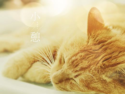 胖虎的日常（一）消魂睡姿集锦（个人主页-ZMTcyMjI4OTI=） - 宠物摄影 - 站酷设计师baggiokiva原创素材 - 站酷ZCOOL