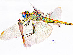 OY彩色圆珠笔画：蜻蜓