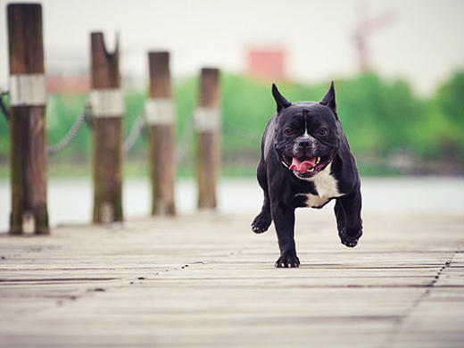 苏州哮天犬宠物摄影
