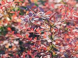 北京林業(yè)大學(xué)（個(gè)人主頁-ZMTI1NTQ2MA==） - 風(fēng)光攝影 - 站酷設(shè)計(jì)師feedfish原創(chuàng)素材 - 站酷ZCOOL