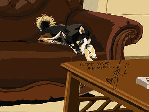 柴犬睡觉