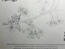 騰訊上學(xué)的一張Q版一張植物梅，字就當(dāng)是腳畫的別在意