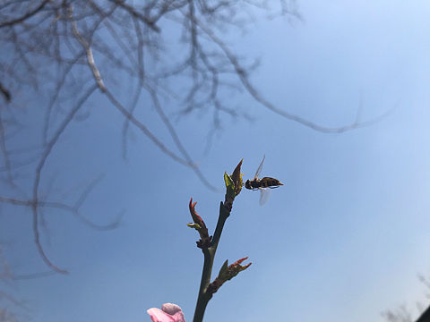 杨飞。苹果前置摄影