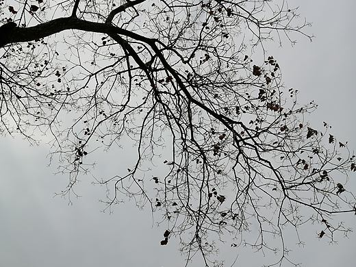 枯