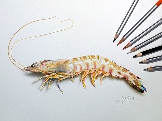 彩铅插画—老虎虾