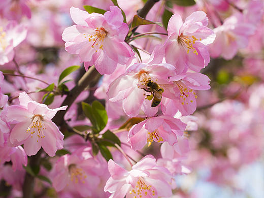 樱花与蜜蜂