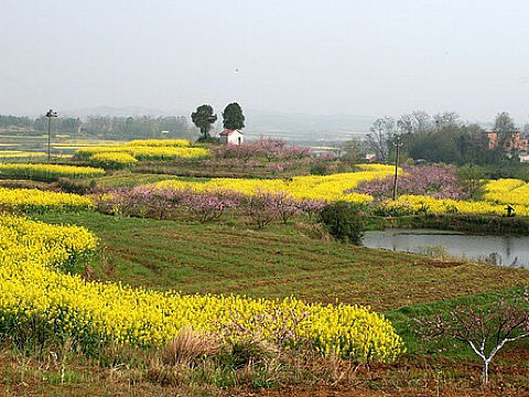 油菜花海的汉中旅游