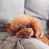 DaisyZYR的头像