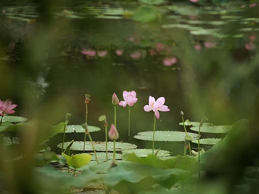 武汉汤逊湖荷花