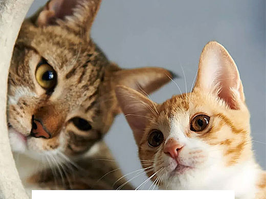 【猫咪司令】手机界面UI设计