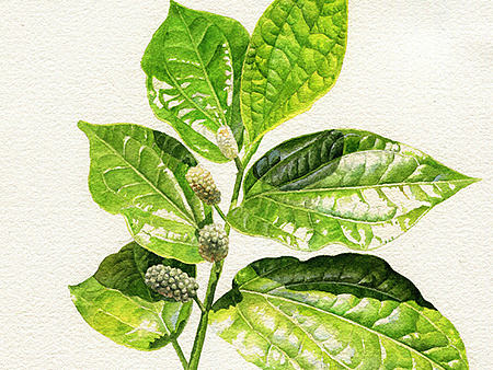 水彩植物