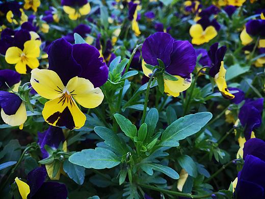 路边的小野花（个人主页-ZMzQ3MDAwMjA=） - 人文/纪实摄影 - 站酷设计师鲸落JINGLUO原创素材 - 站酷ZCOOL