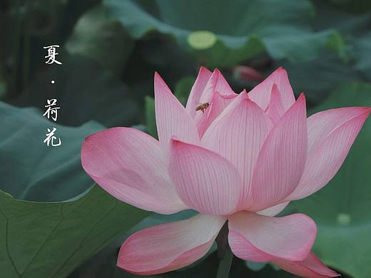 #映日荷花