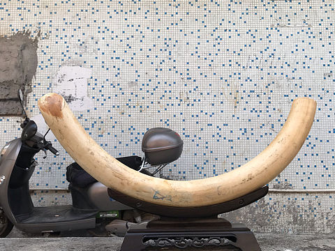 猛犸牙牙摆原牙金皮牙摆