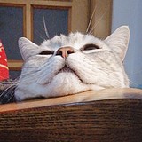 桃月暮春的头像