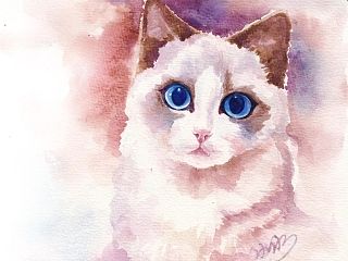 【一滴水小水手绘】水彩布偶猫